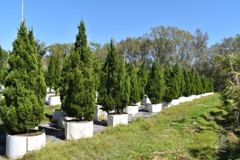 juniperus-chinensis-torulosa-hollywood-juniper