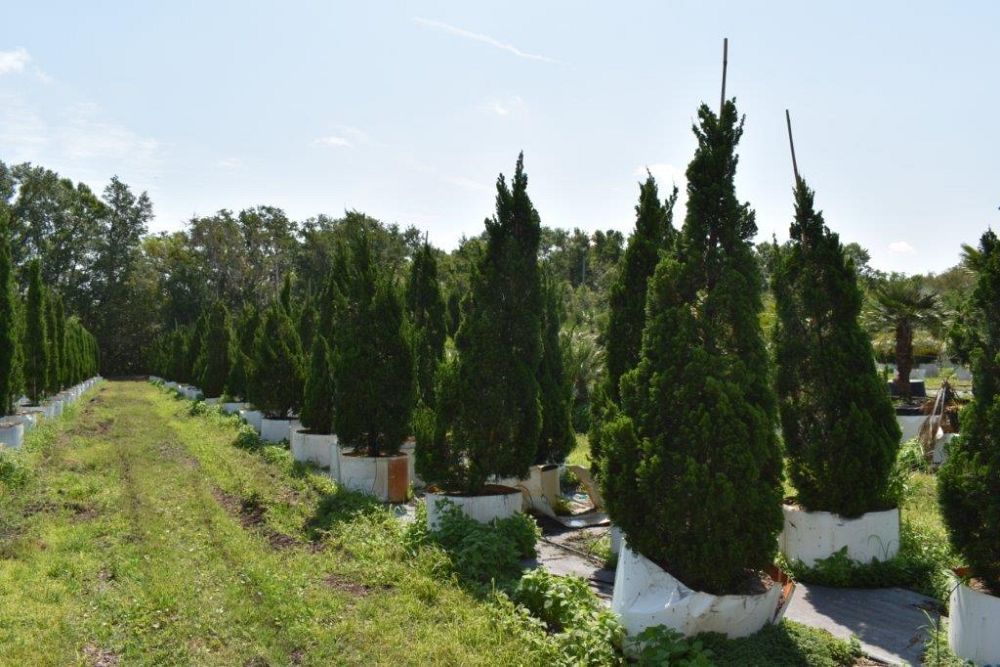 juniperus-chinensis-torulosa-hollywood-juniper