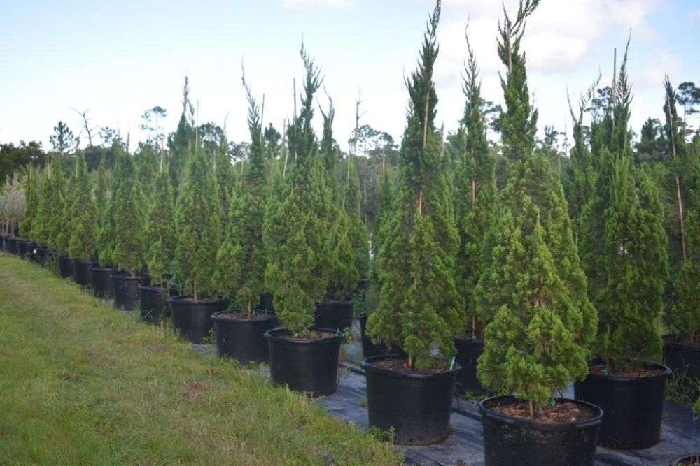 juniperus-chinensis-torulosa-hollywood-juniper