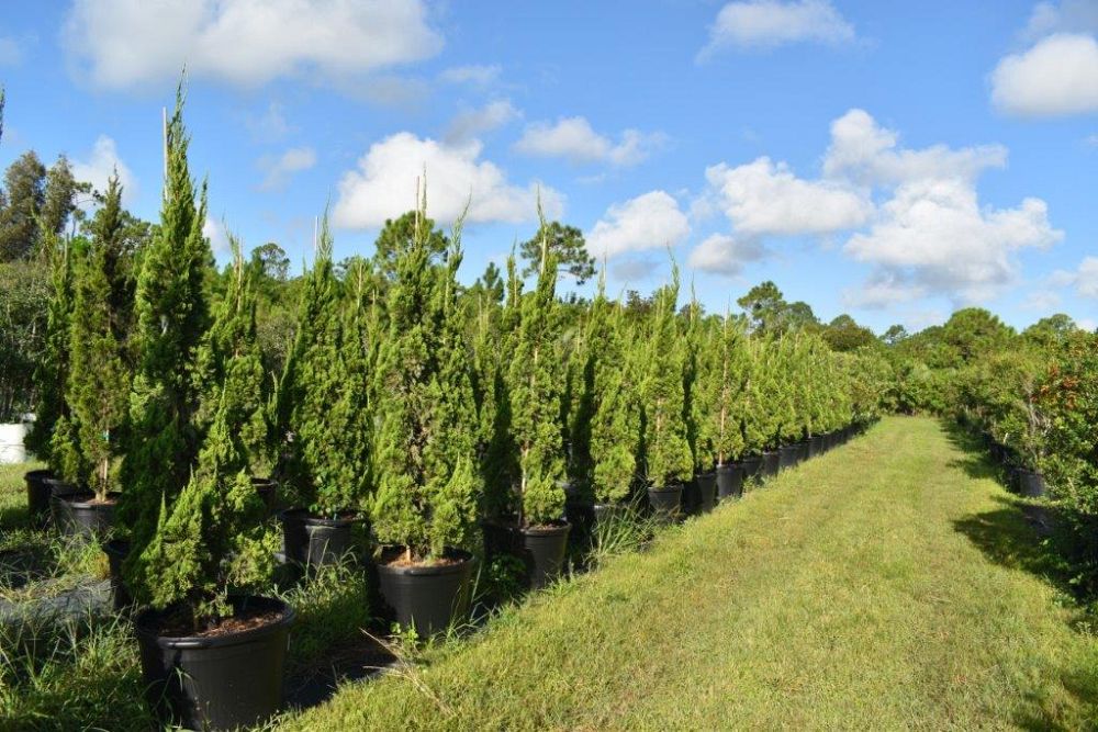 juniperus-chinensis-torulosa-hollywood-juniper