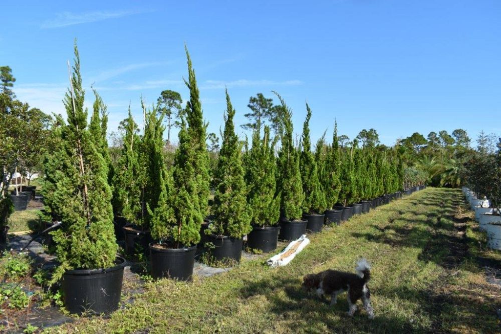 juniperus-chinensis-torulosa-hollywood-juniper