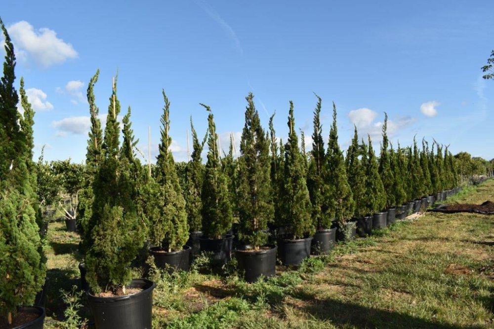 juniperus-chinensis-torulosa-hollywood-juniper
