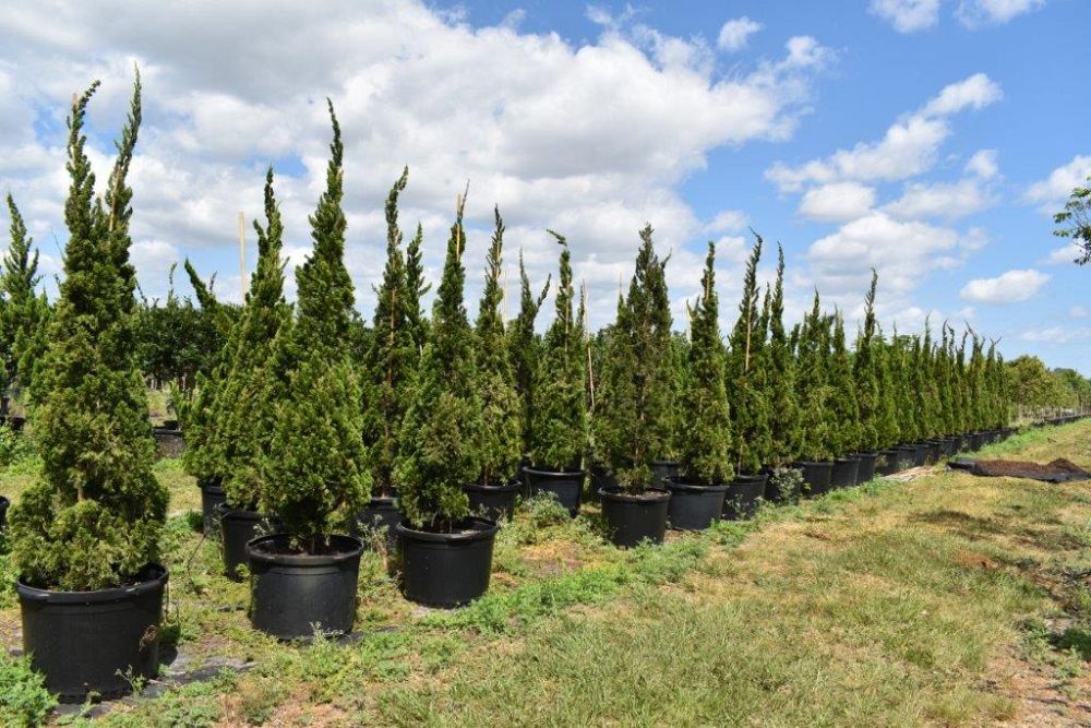 juniperus-chinensis-torulosa-hollywood-juniper