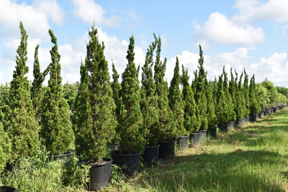 juniperus-chinensis-torulosa-hollywood-juniper