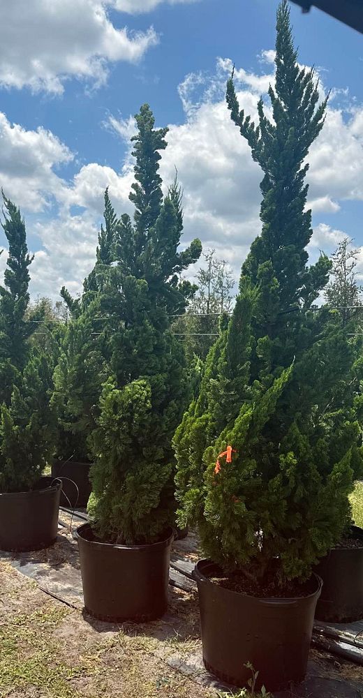 juniperus-chinensis-torulosa-hollywood-juniper