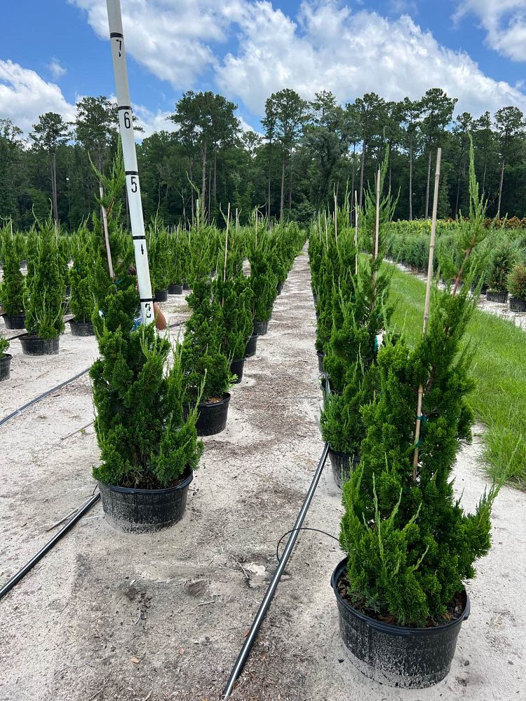 juniperus-chinensis-torulosa-hollywood-juniper