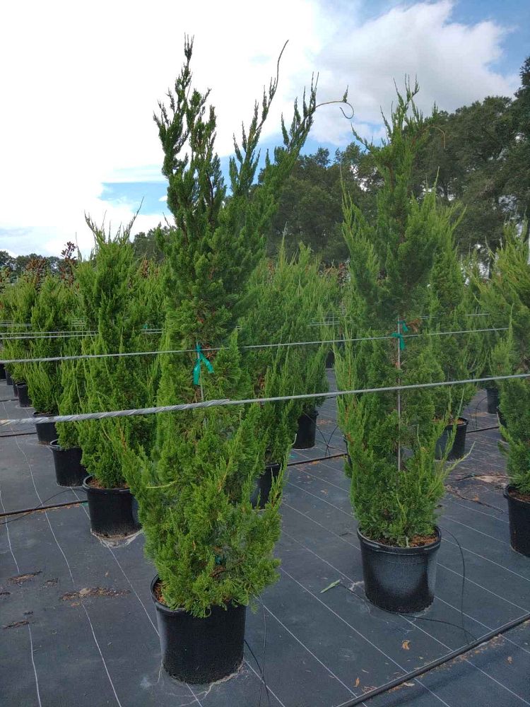 juniperus-chinensis-torulosa-hollywood-juniper