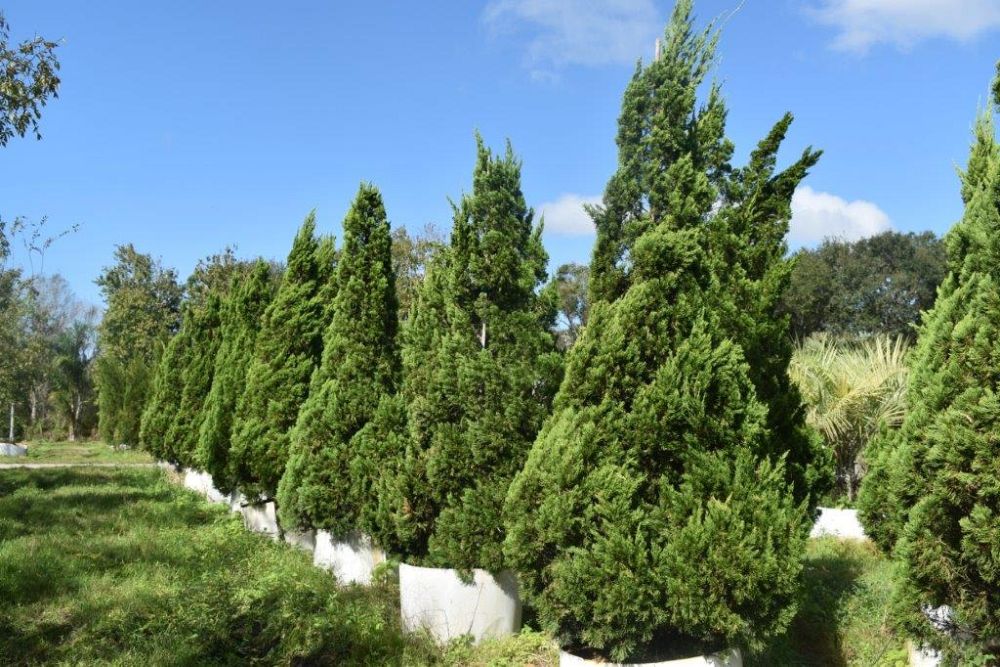juniperus-chinensis-torulosa-hollywood-juniper