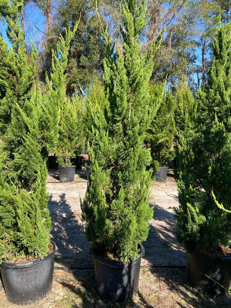 juniperus-chinensis-torulosa-hollywood-juniper
