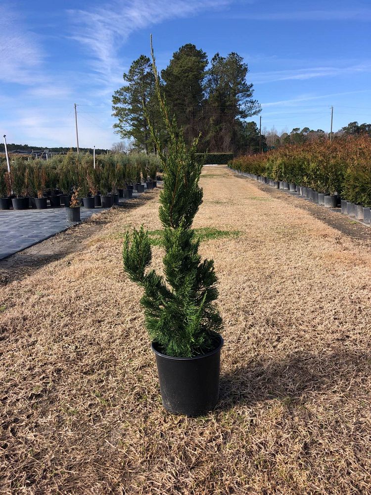 juniperus-chinensis-torulosa-hollywood-juniper