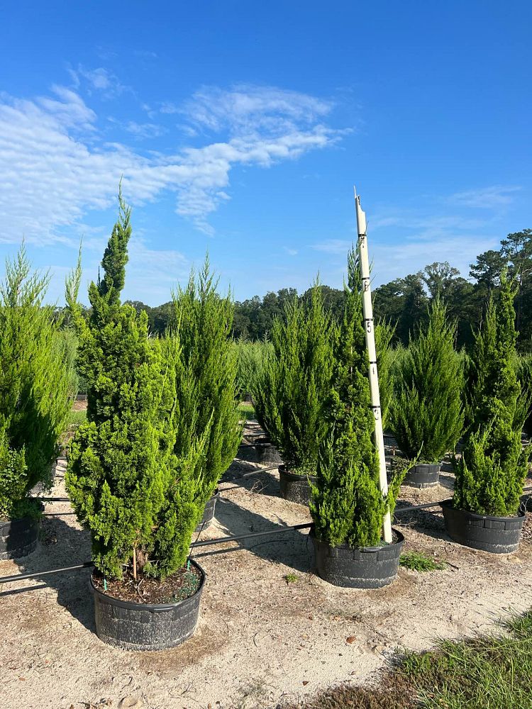 juniperus-chinensis-torulosa-hollywood-juniper
