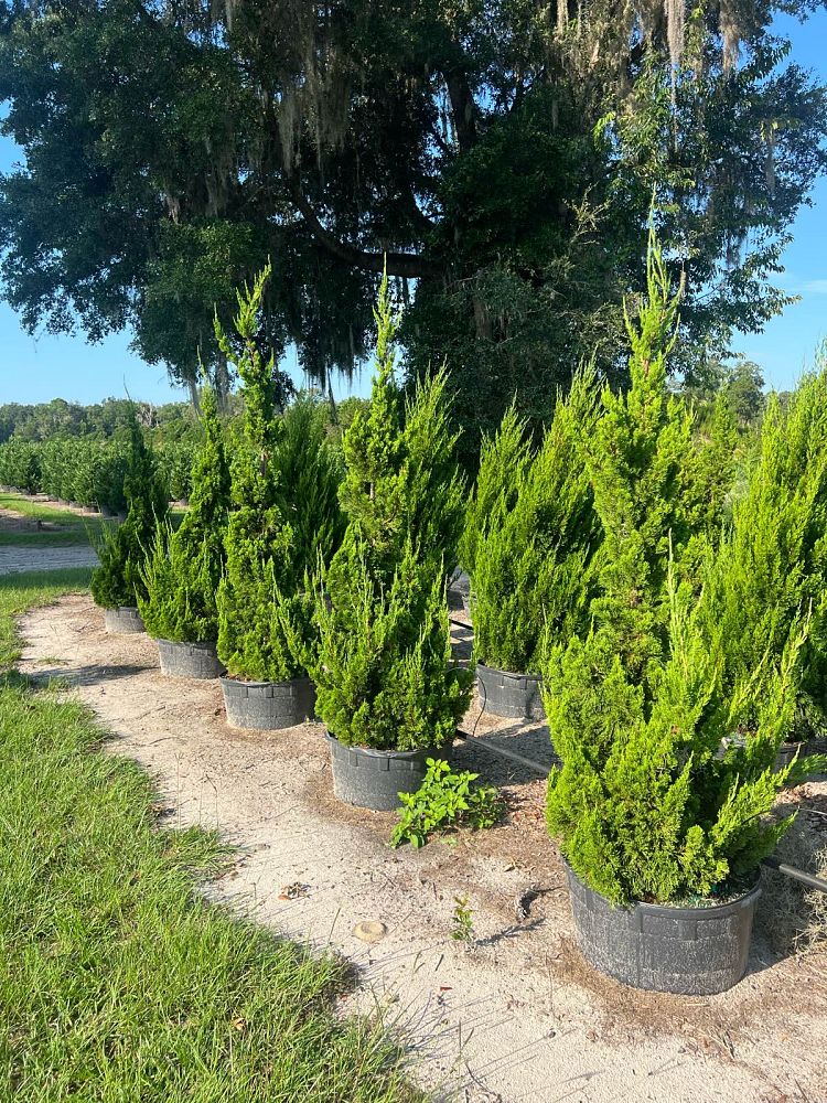 juniperus-chinensis-torulosa-hollywood-juniper