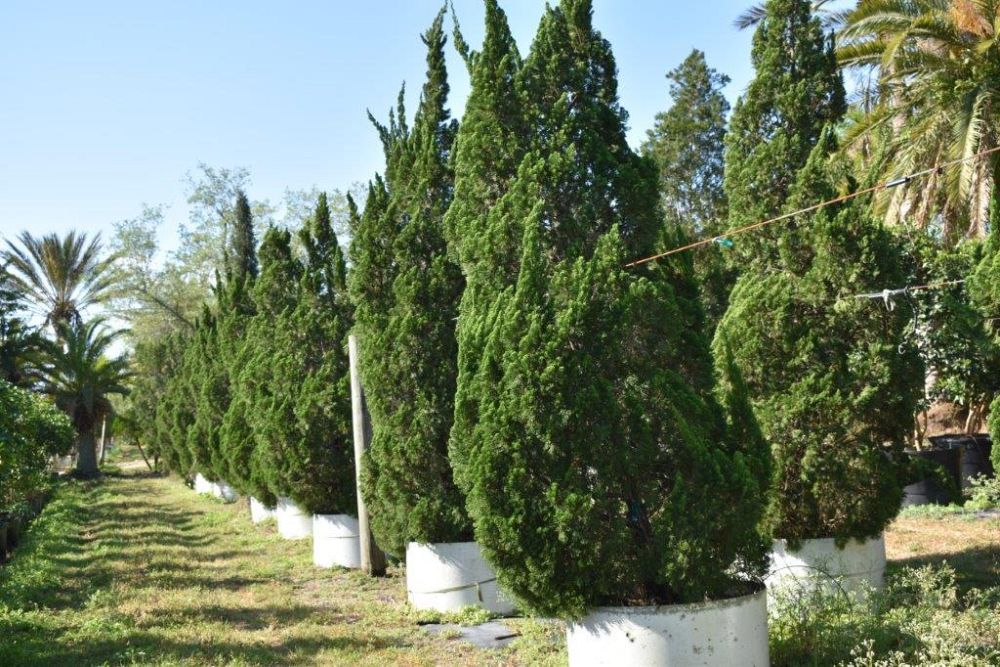 juniperus-chinensis-torulosa-hollywood-juniper
