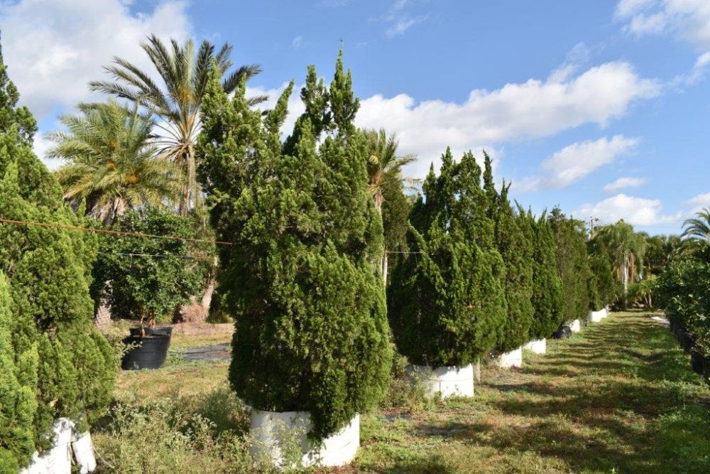 juniperus-chinensis-torulosa-hollywood-juniper