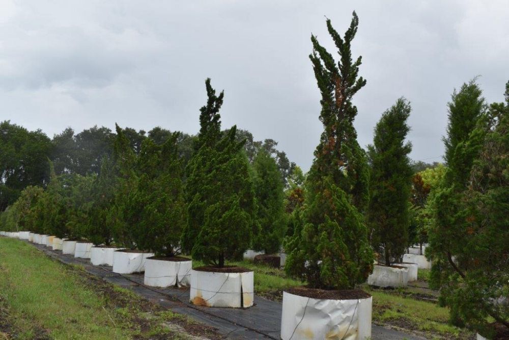 juniperus-chinensis-torulosa-hollywood-juniper