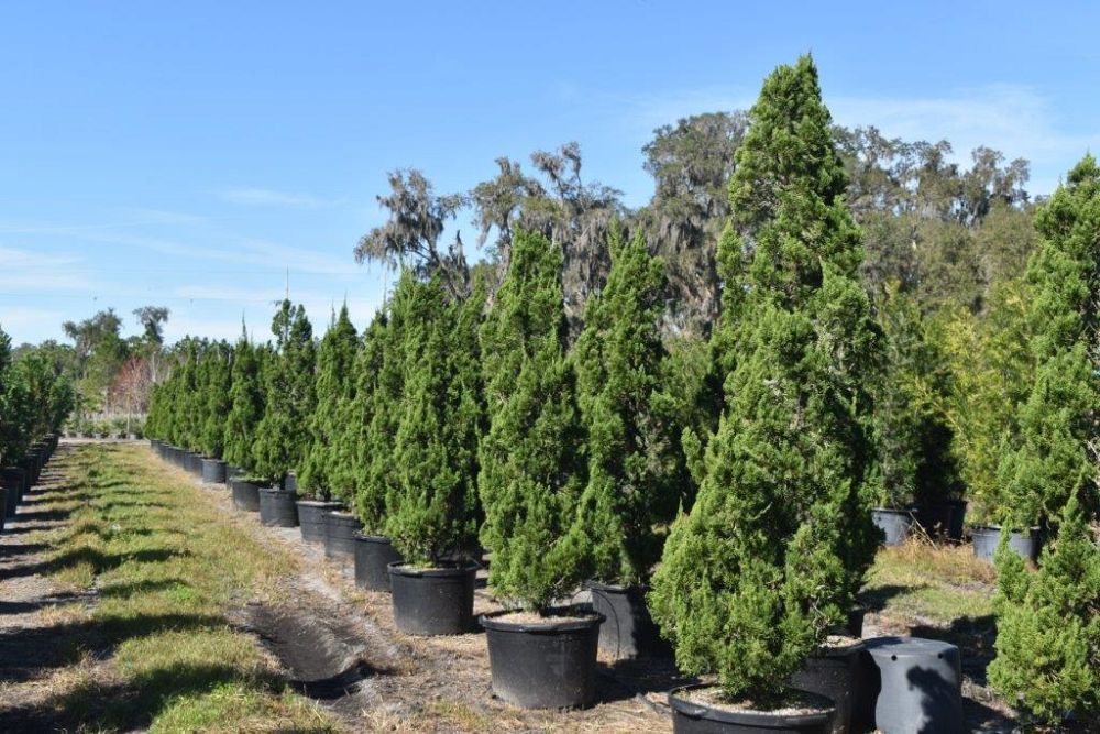juniperus-chinensis-torulosa-hollywood-juniper