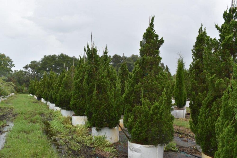 juniperus-chinensis-torulosa-hollywood-juniper