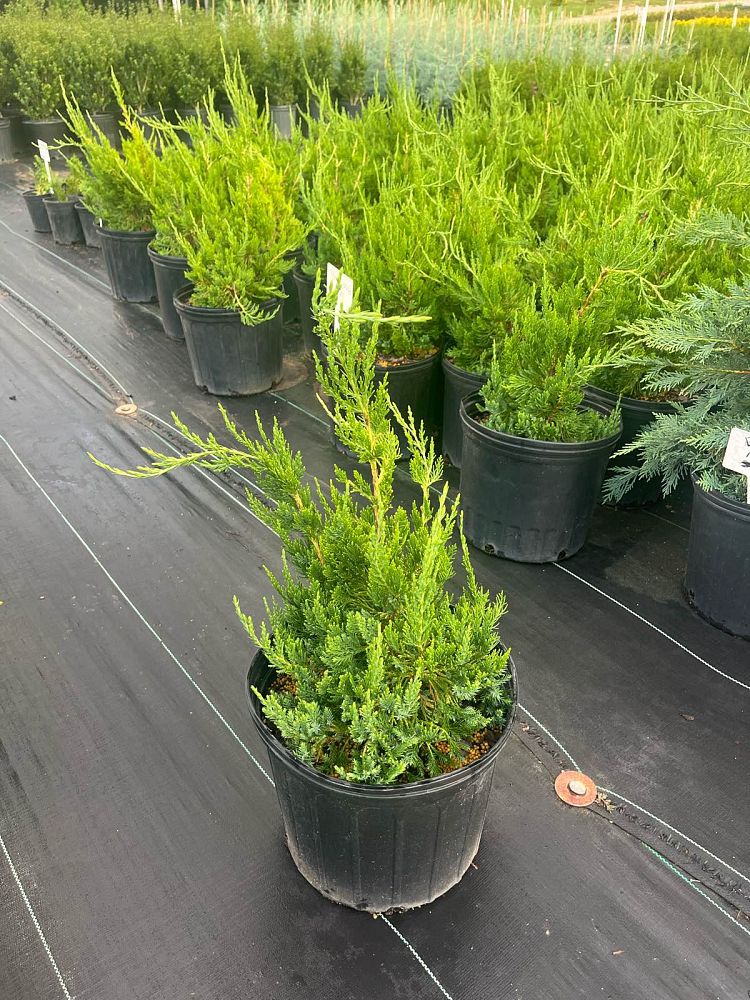 juniperus-chinensis-torulosa-hollywood-juniper