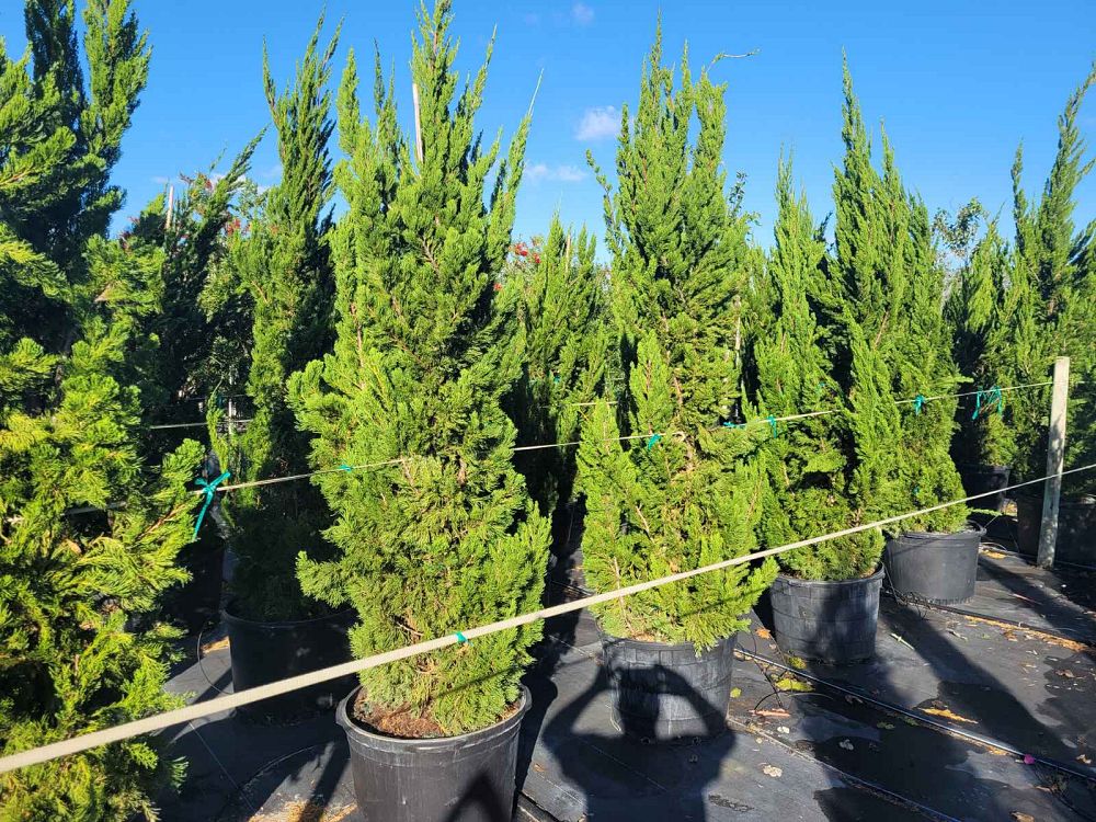 juniperus-chinensis-torulosa-hollywood-juniper
