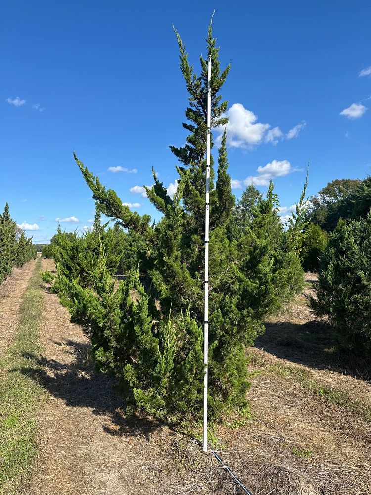 juniperus-chinensis-torulosa-hollywood-juniper
