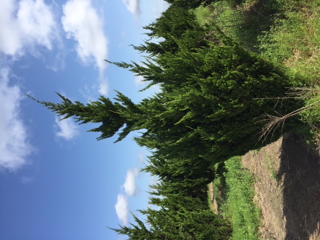 juniperus-chinensis-torulosa-hollywood-juniper