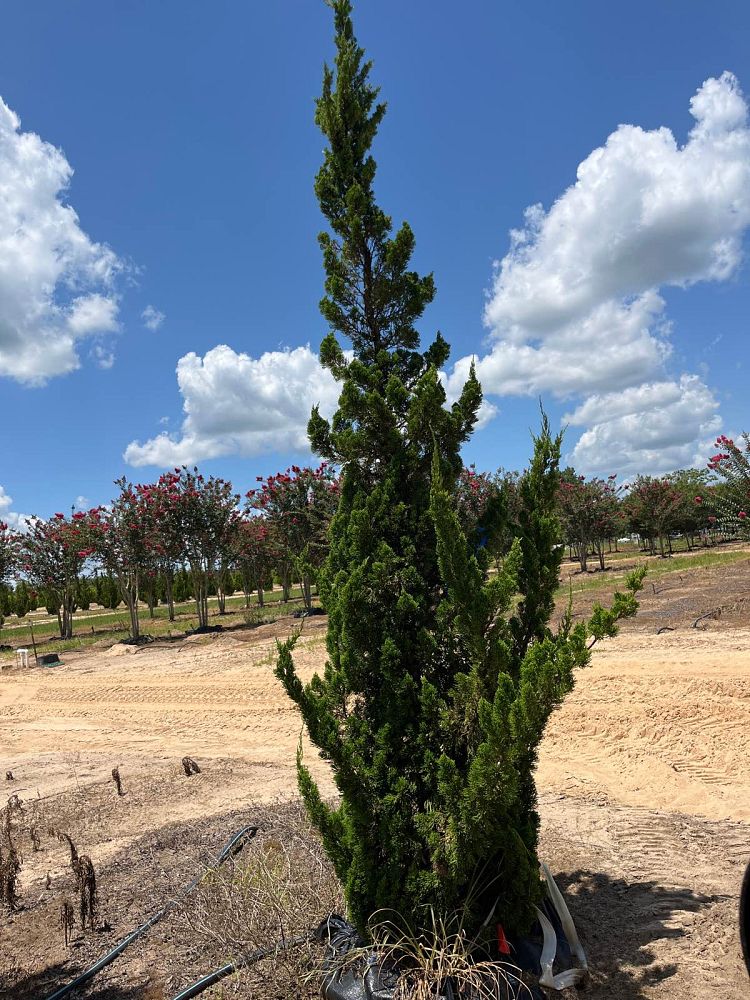 juniperus-chinensis-torulosa-hollywood-juniper