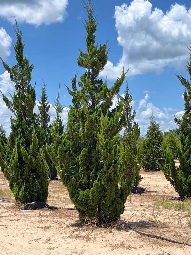 juniperus-chinensis-torulosa-hollywood-juniper