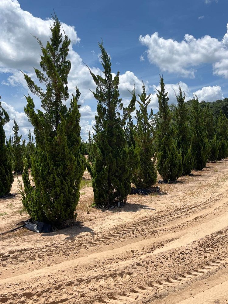 juniperus-chinensis-torulosa-hollywood-juniper