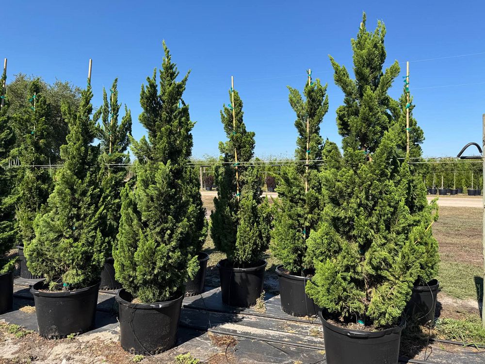 juniperus-chinensis-torulosa-hollywood-juniper
