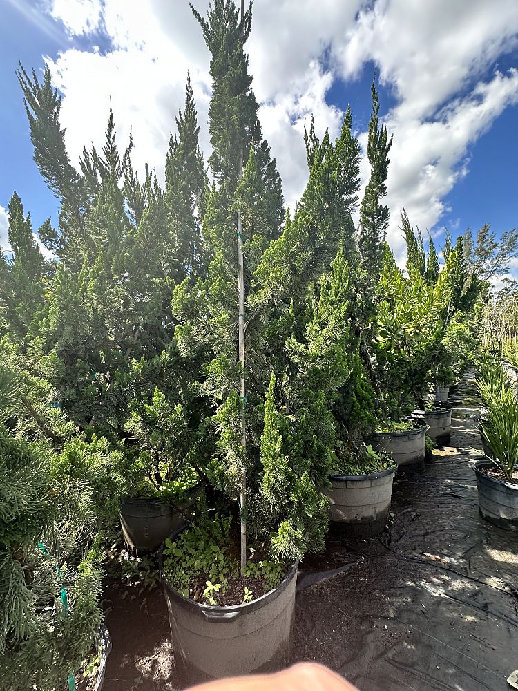 juniperus-chinensis-torulosa-hollywood-juniper
