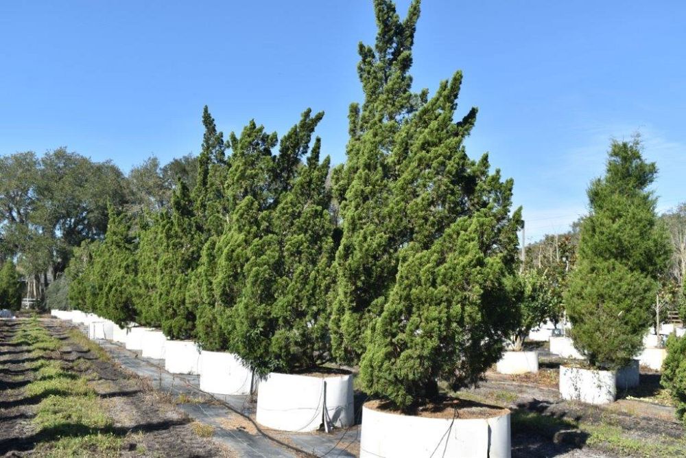 juniperus-chinensis-torulosa-hollywood-juniper