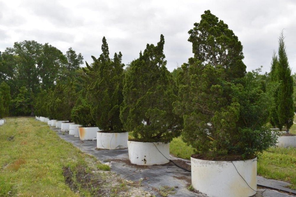 juniperus-chinensis-torulosa-hollywood-juniper