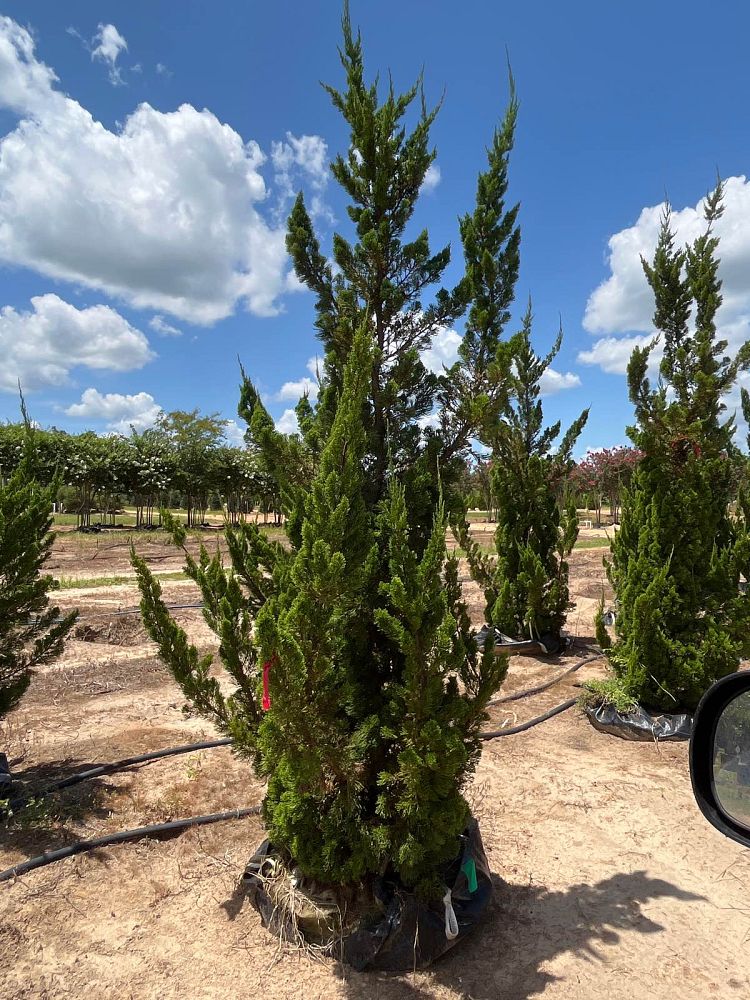 juniperus-chinensis-torulosa-hollywood-juniper