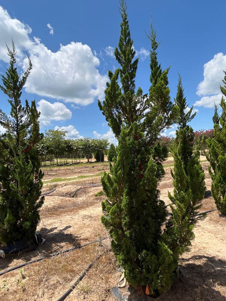 juniperus-chinensis-torulosa-hollywood-juniper