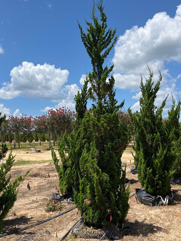 juniperus-chinensis-torulosa-hollywood-juniper