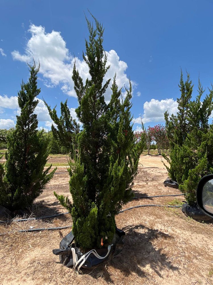 juniperus-chinensis-torulosa-hollywood-juniper