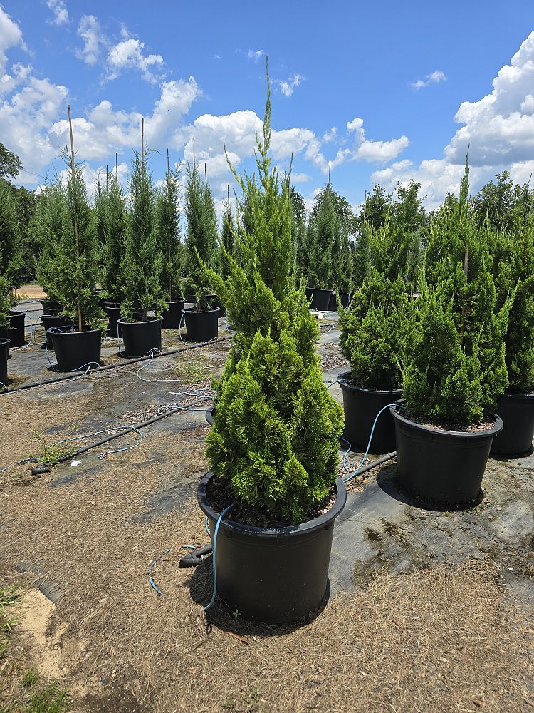 juniperus-chinensis-torulosa-hollywood-juniper
