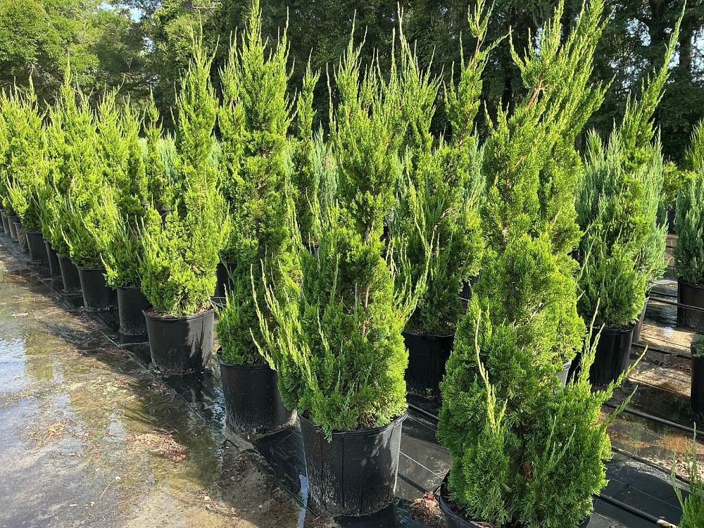 juniperus-chinensis-torulosa-hollywood-juniper