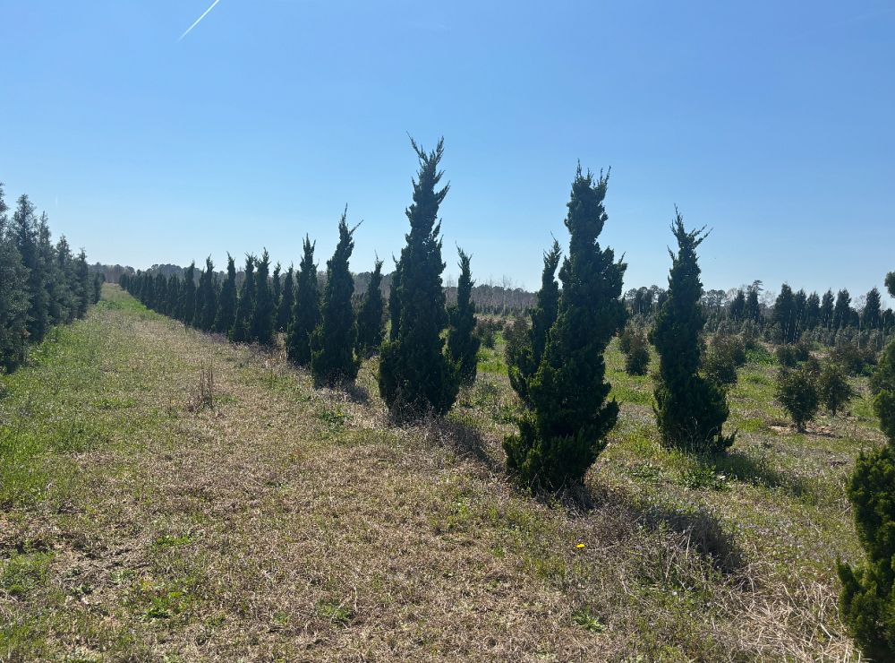 juniperus-chinensis-torulosa-hollywood-juniper