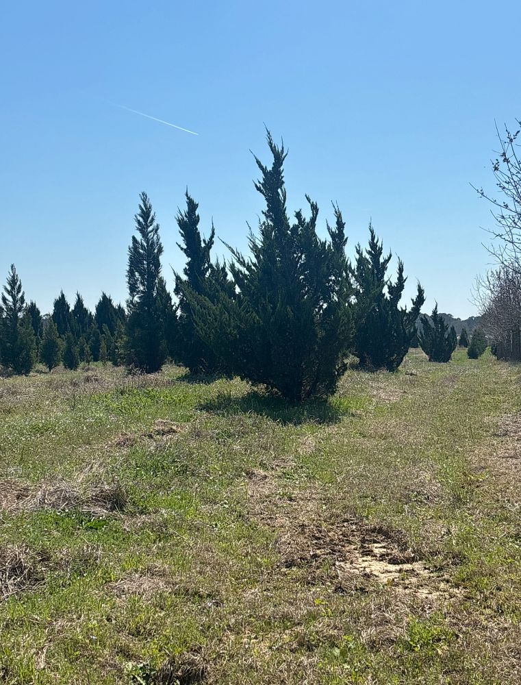 juniperus-chinensis-torulosa-hollywood-juniper