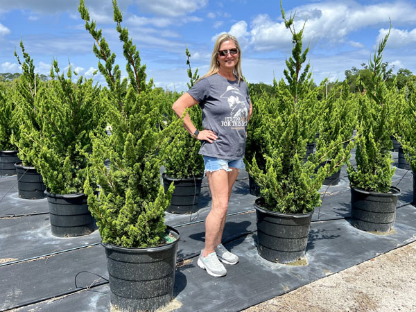 juniperus-chinensis-torulosa-hollywood-juniper