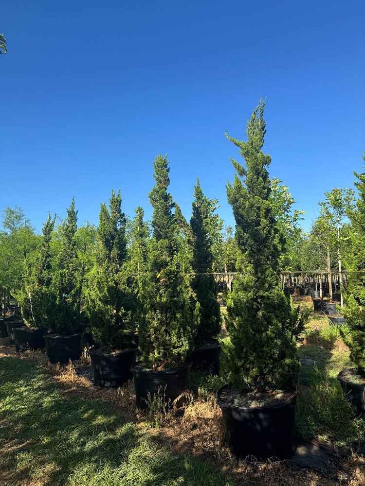 juniperus-chinensis-torulosa-hollywood-juniper