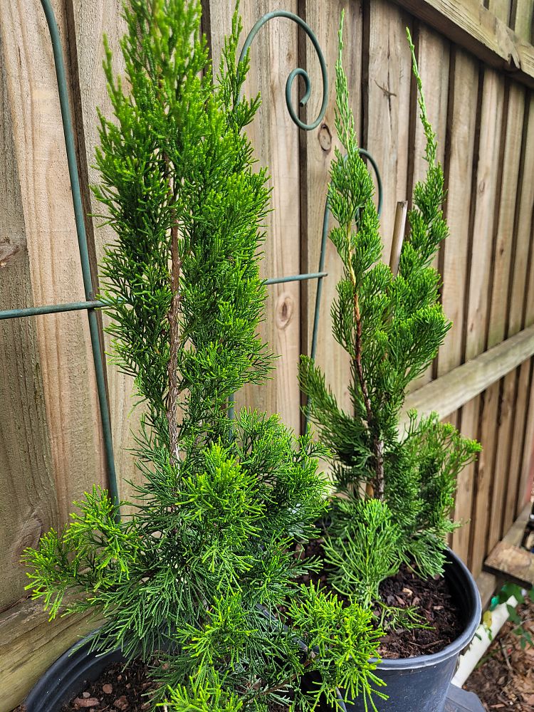 juniperus-chinensis-torulosa-hollywood-juniper