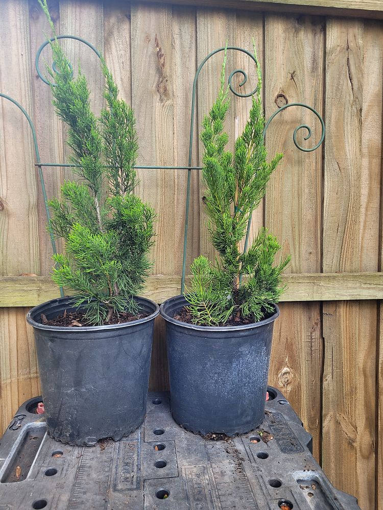 juniperus-chinensis-torulosa-hollywood-juniper