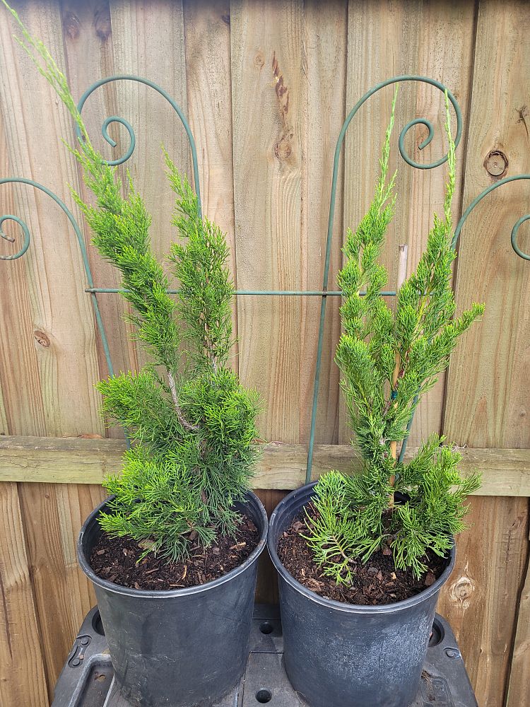 juniperus-chinensis-torulosa-hollywood-juniper
