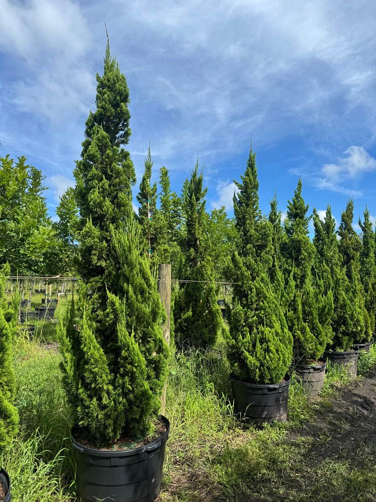 juniperus-chinensis-torulosa-hollywood-juniper