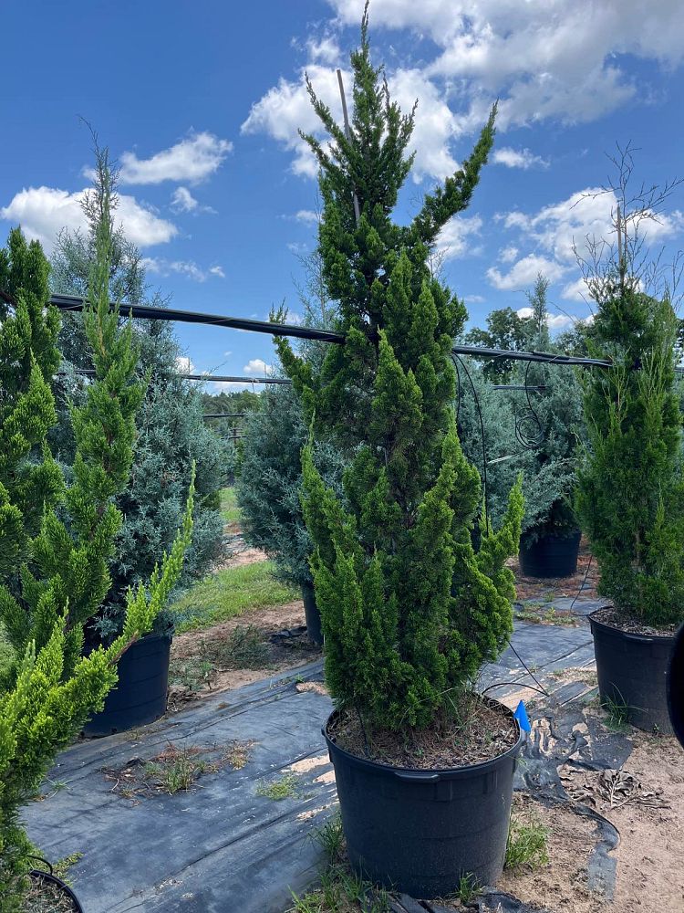 juniperus-chinensis-torulosa-hollywood-juniper