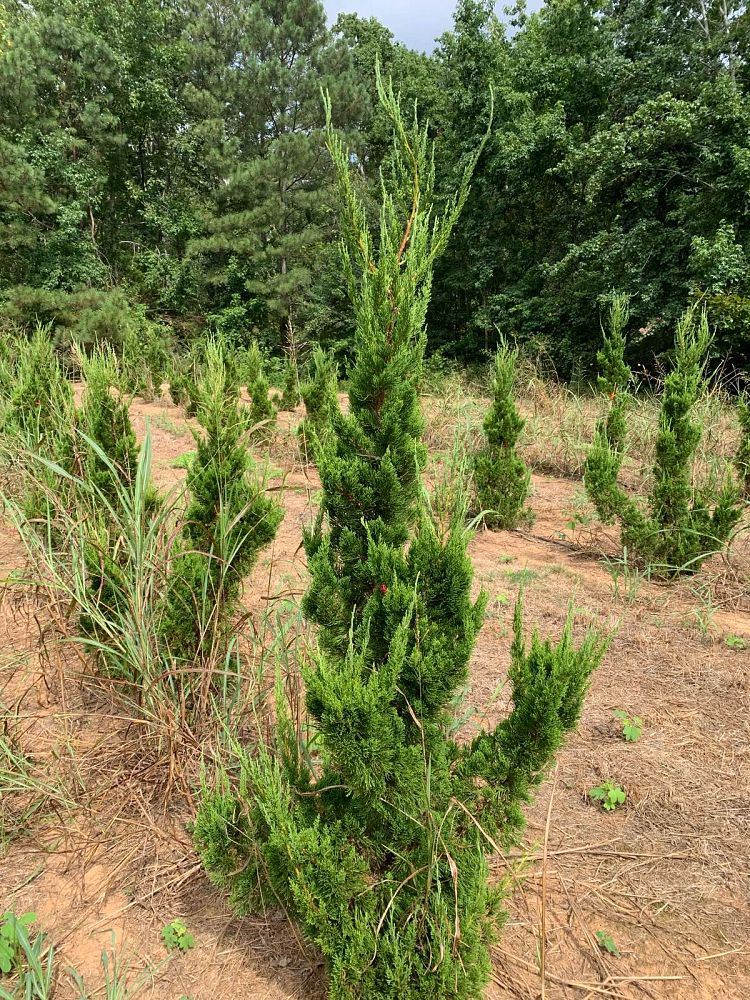 juniperus-chinensis-torulosa-hollywood-juniper