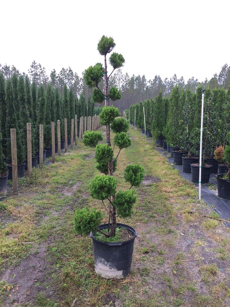 juniperus-chinensis-torulosa-topiary-pompom-hollywood-juniper
