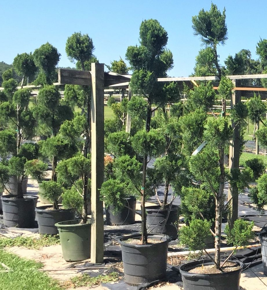 juniperus-chinensis-torulosa-topiary-pompom-hollywood-juniper